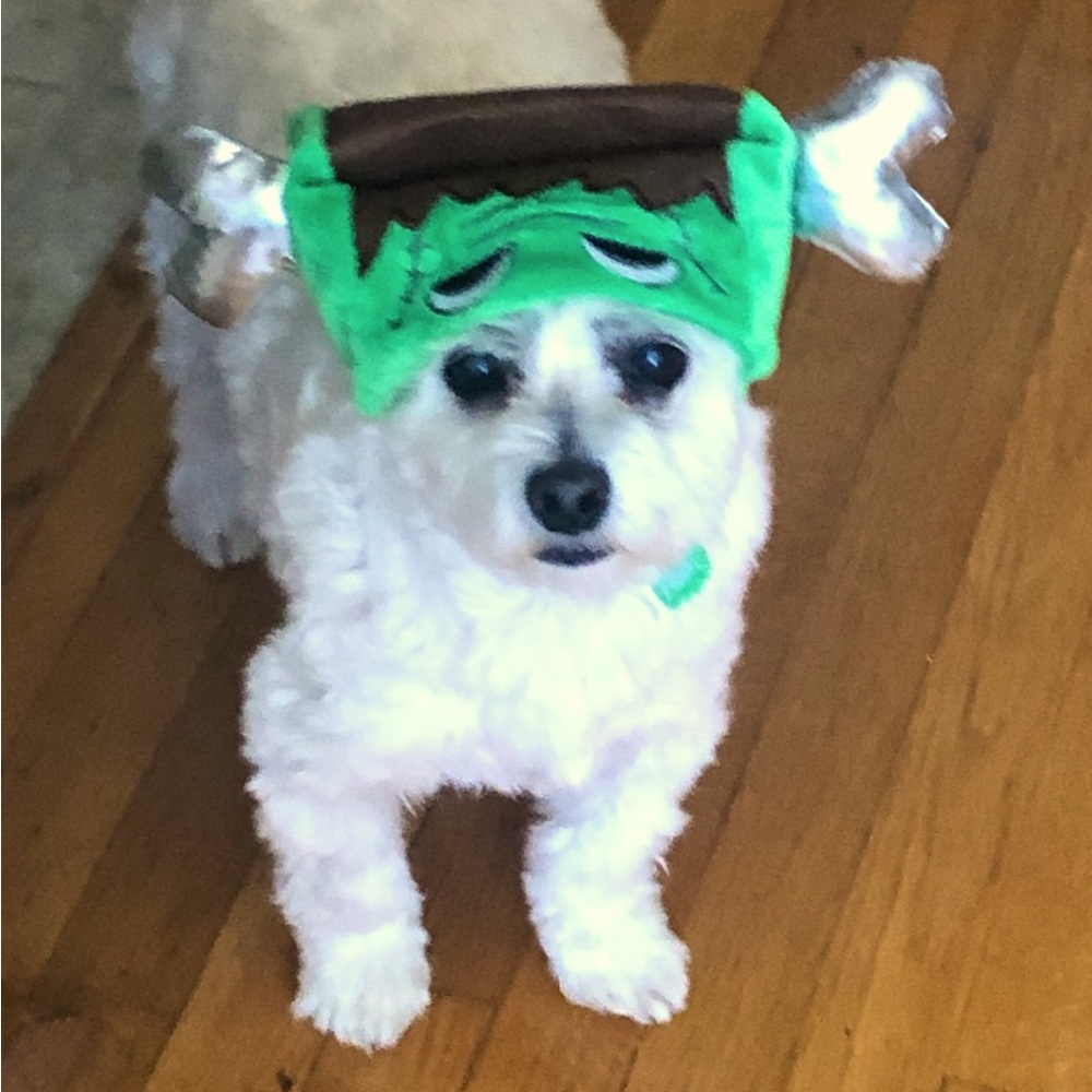Halloween dog costume monster hat